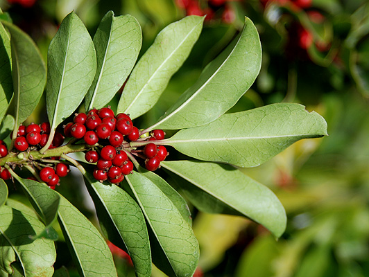 IMAGE: Fruits of Ilex paraguariensis - Picture by '©Oregon State University' 